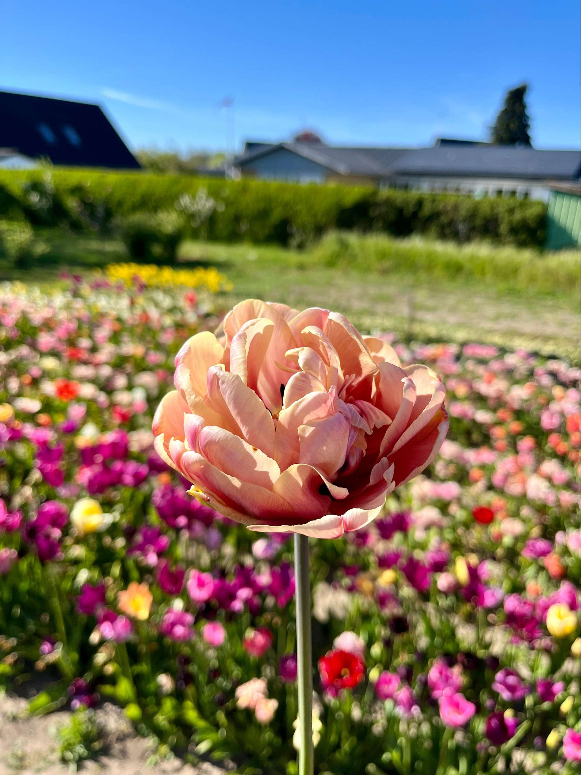 Tulpe 'La Belle Époque'